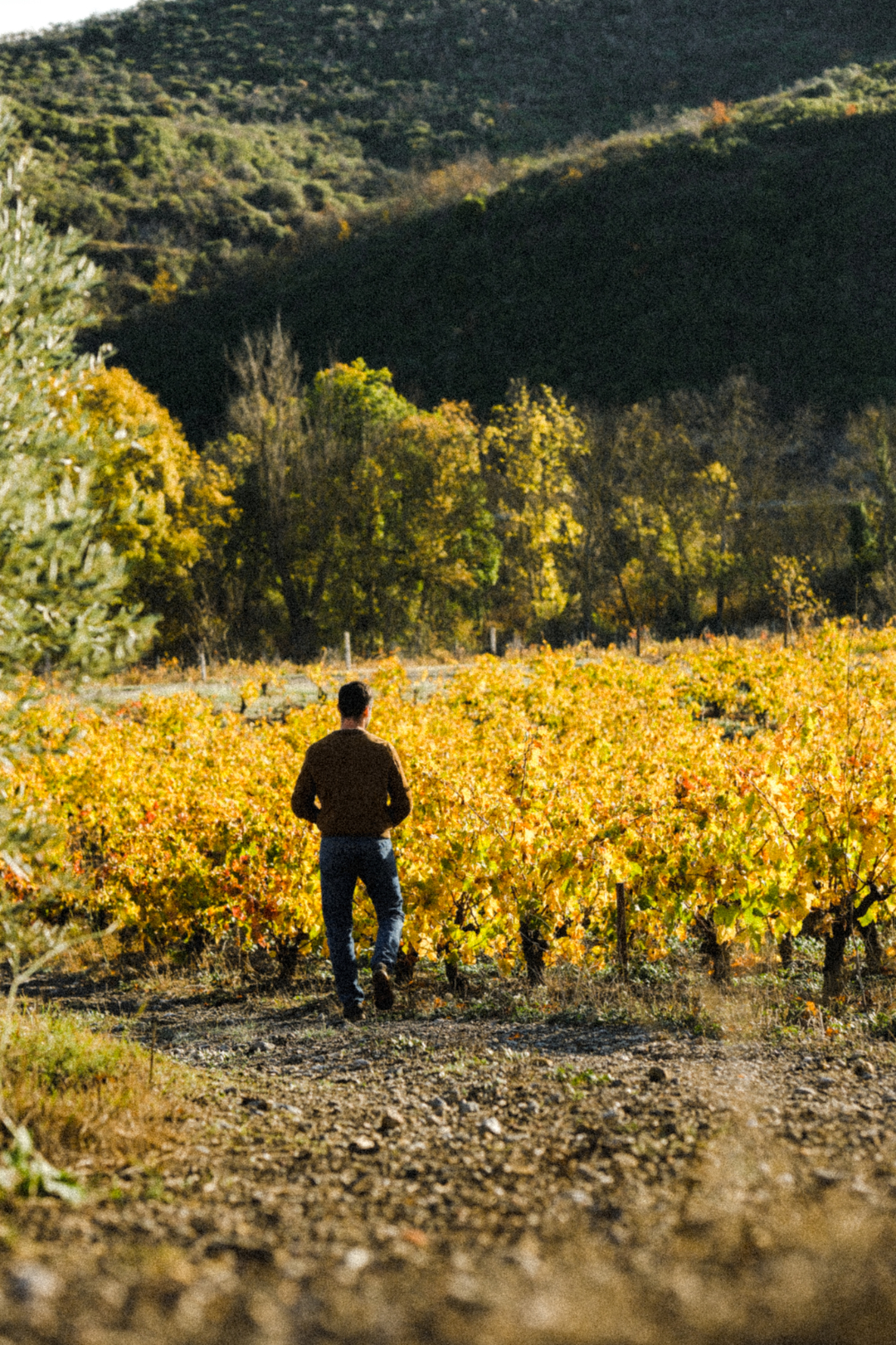 gauthier-gazaniol-heritage-vieilles-vignes-corbieres Vieilles vignes du domaine Gauthier Gazaniol, témoignant de l’héritage familial.