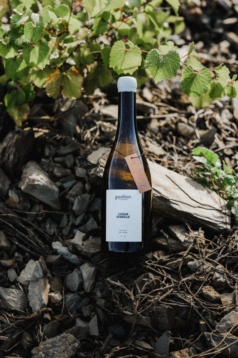 Sol vivant du domaine Gauthier Gazaniol avec enherbement naturel.
