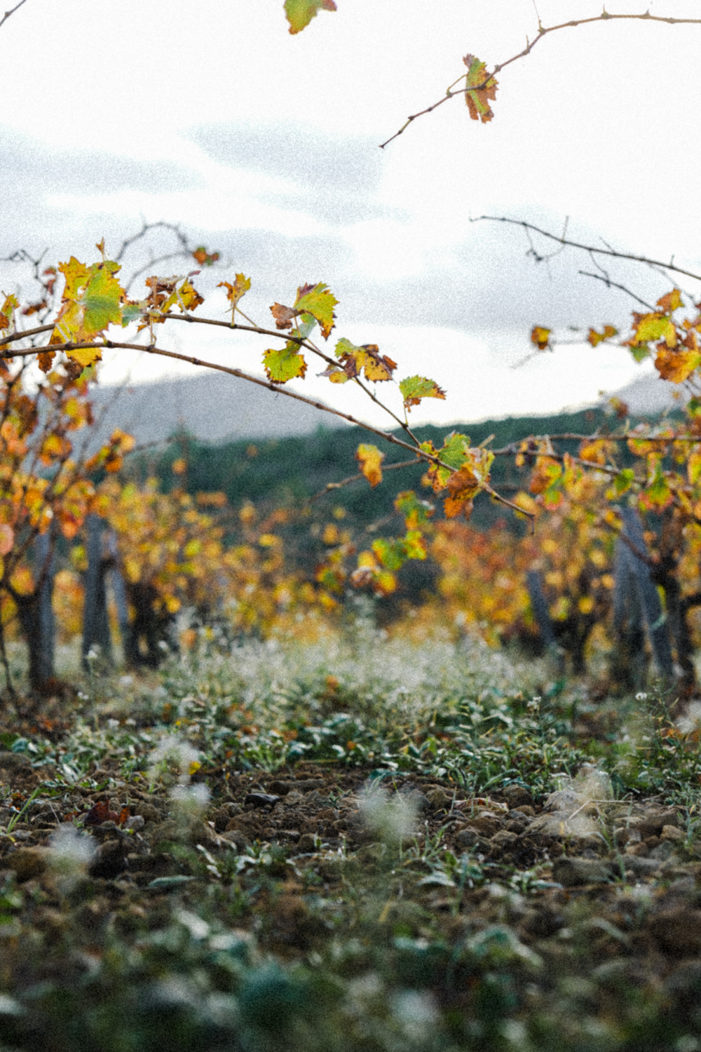 Vigne du domaine Gauthier Gazaniol au fil des saisons en Corbières.
