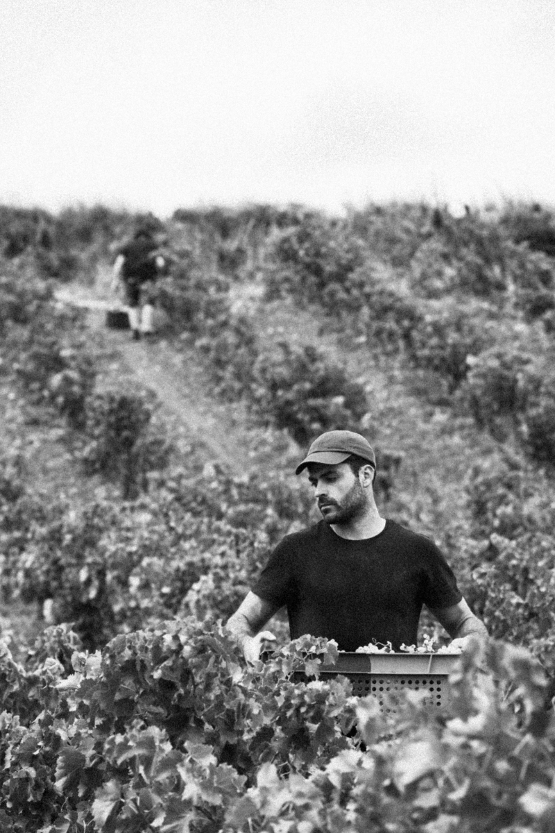 gauthier-gazaniol-vigneron-corbieres-portrait Portrait de Gauthier Gazaniol, vigneron en Corbières, dans son vignoble.